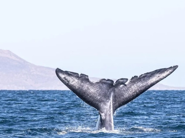Whale Watching_2_ BCS