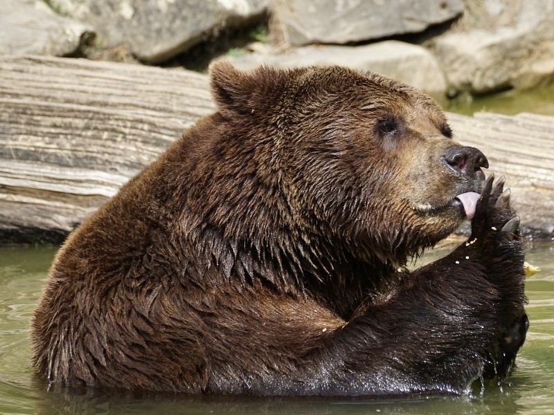 Braunbär reinigt sich