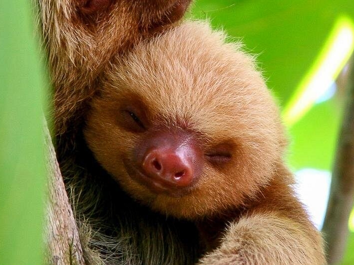 Manuel Antonio Park Nature Guided