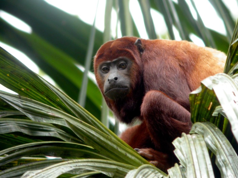 Red Howler Monkey