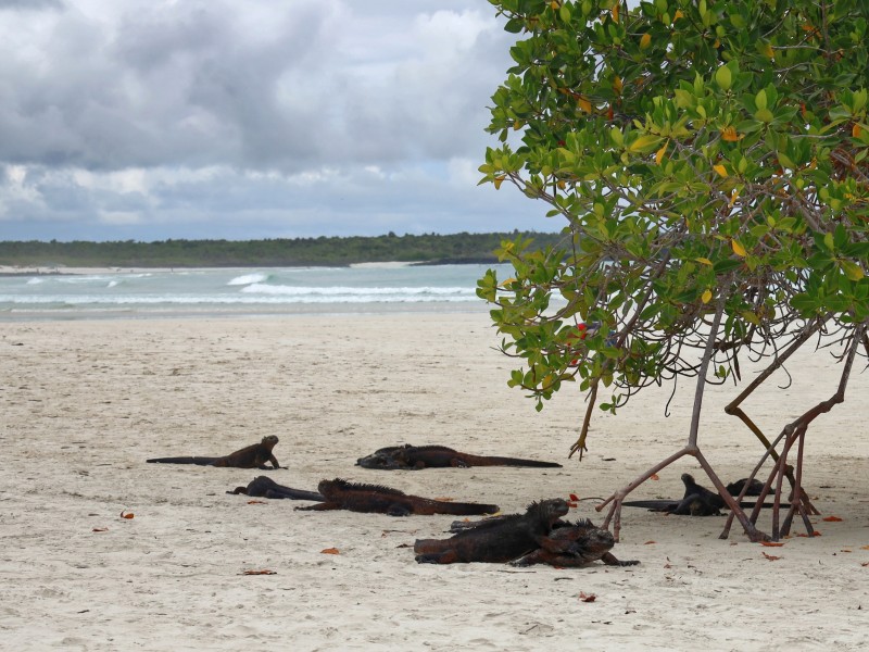 Mangroven auf Tortuga Bay