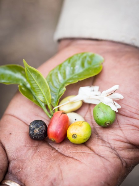 Kaffeetour auf einer Plantage in Karatu