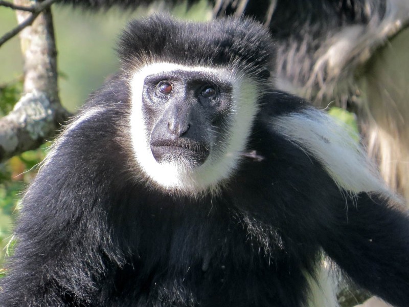 White and Black Colobus Monkey