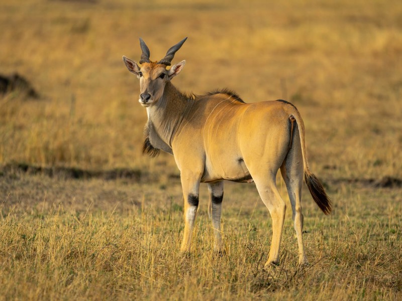Eland