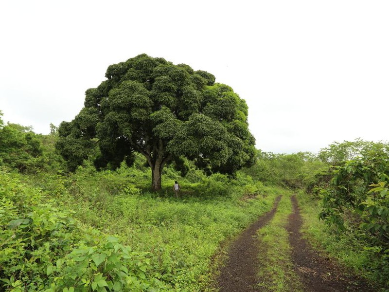 Trail in the highlands