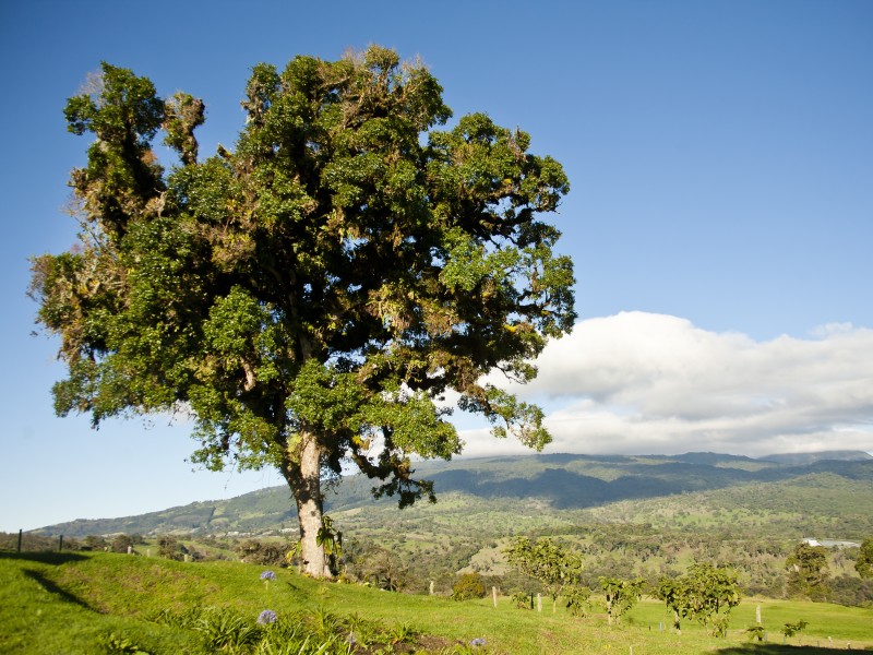 Poas Volcano Lodge - Aussicht