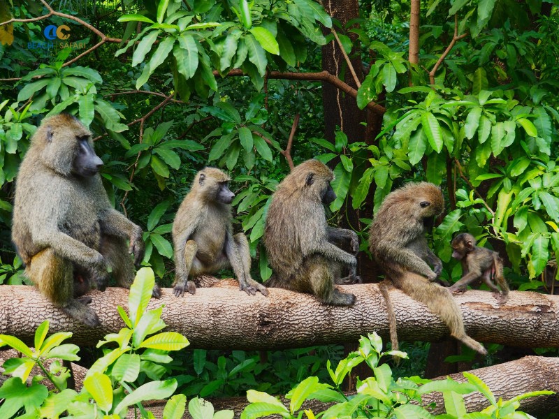 Baboons