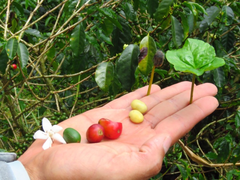 Boquete - Kaffeefrucht