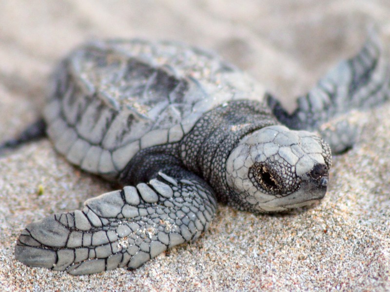 Capitan Suizo Baby Schildkröte
