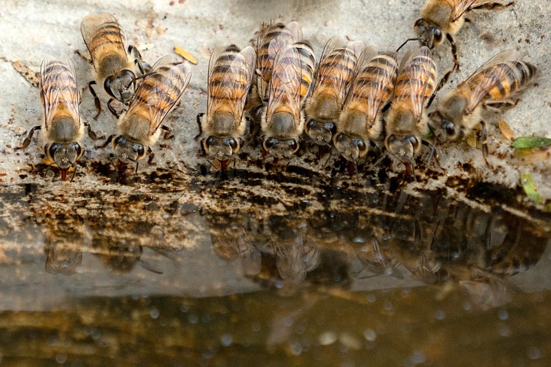 Maasai Honey Project in Ololosokwan