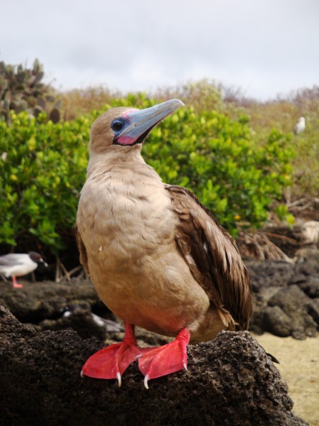 Rotfußtölpel mit der Integrity entdecken