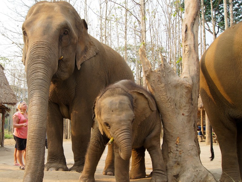Elephant Sanctuary