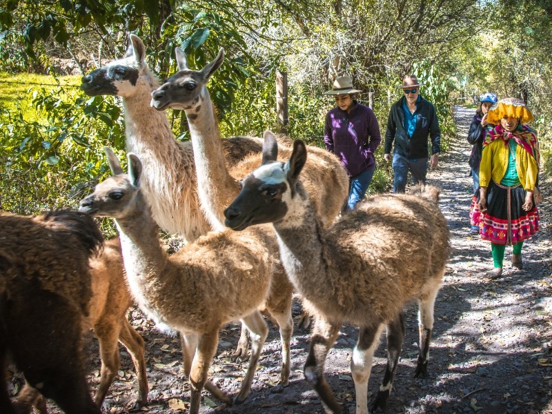 Llamapack_2
