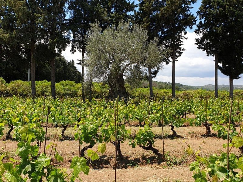 Winery visit