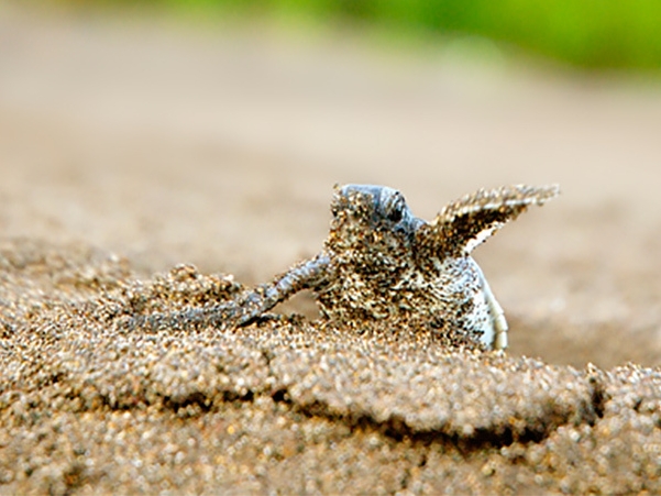 Tortuga Lodge Baby Schildkröte