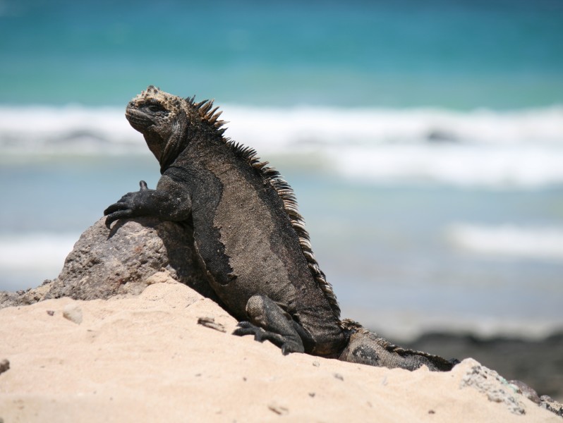 Meeresechse am Strand auf Isabela