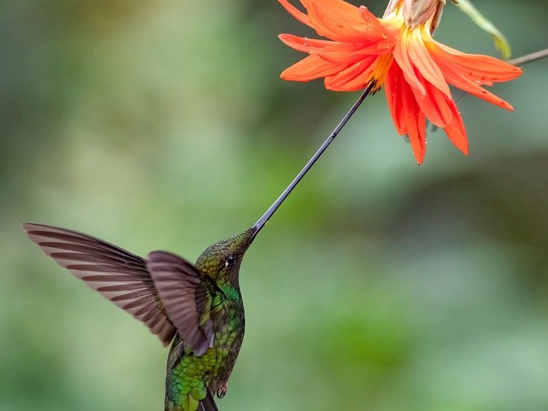 Sword billed hummingbird