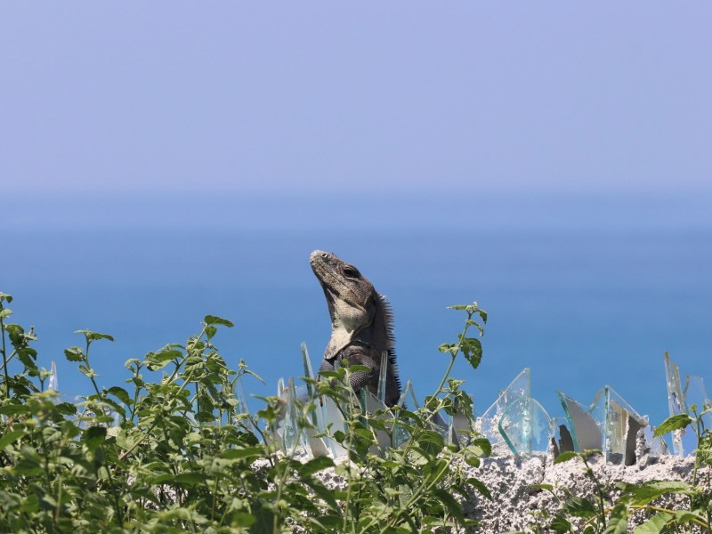 Galapagos Iguana