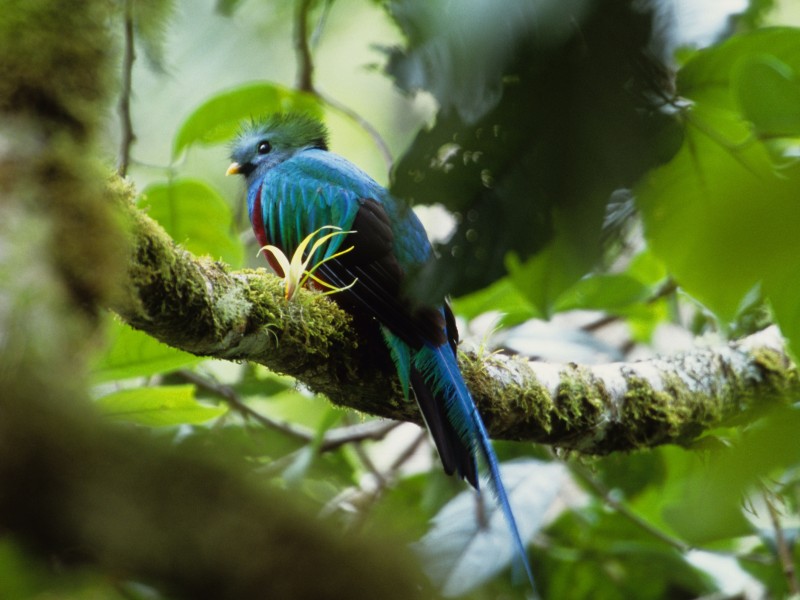 Quetzal