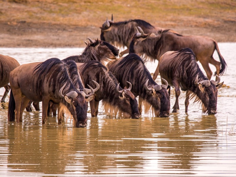 Wildebeest
