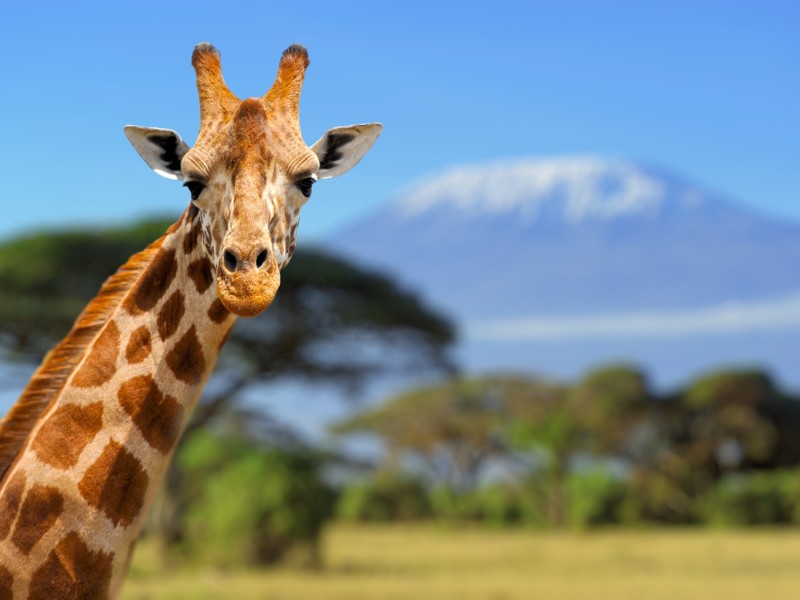 Giraffe - Amboseli NP - Kenia