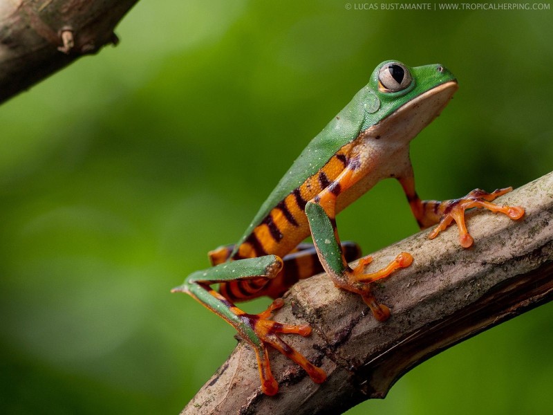 Napo Wildlife Center - Urwald-Frosch