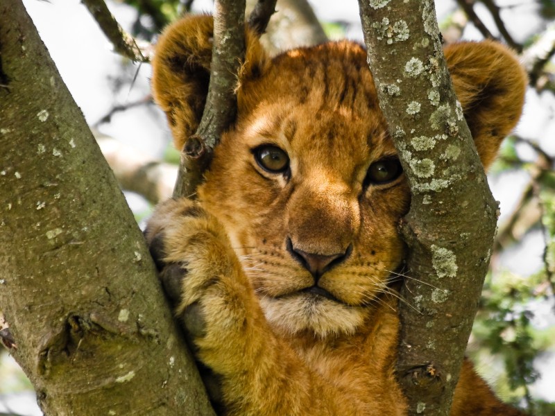 Lion