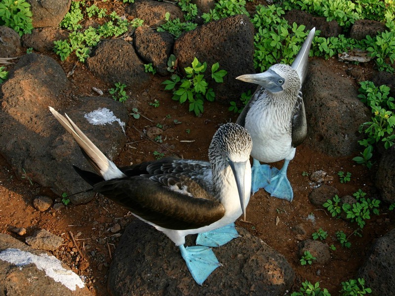 Blue-footed boobies