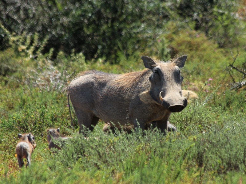 South Africa - Addo Elephant park