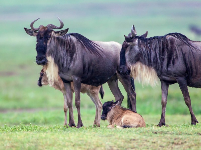 Wildebeest