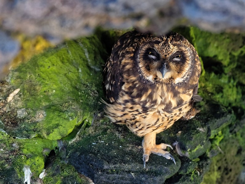 Sumpfohreule auf Genovesa