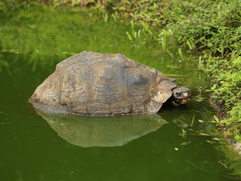 Oft kaum erkennbar: Riesenschildkröten