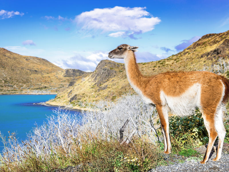 Gaunaco in Torres del Paine