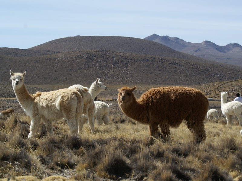 Peru - Alpakas