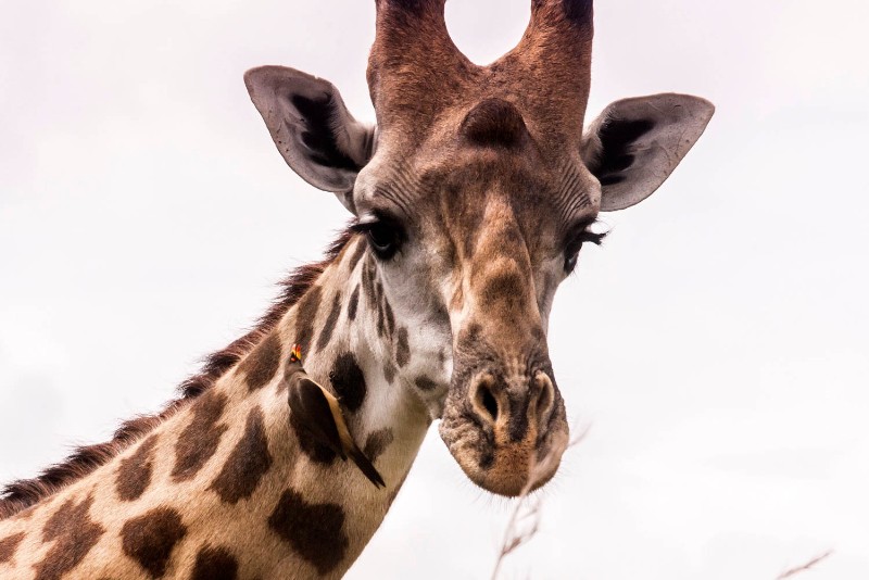 Pirschfahrt im Mikumi-Nationalpark