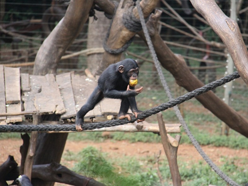 Chimpanzee