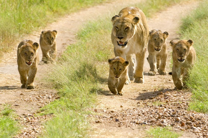 Lion