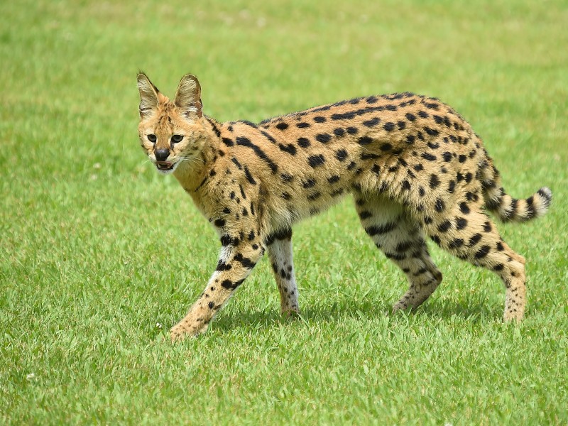 Serval 