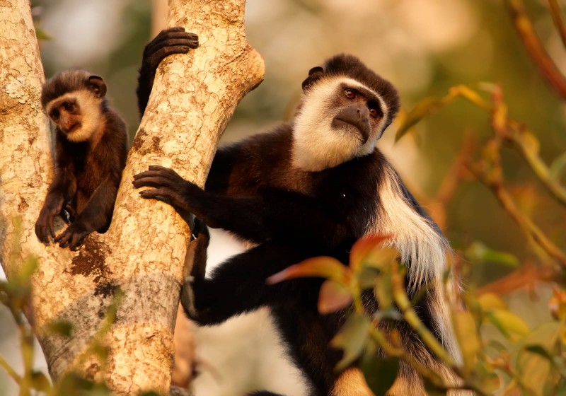 Colobus monkeys