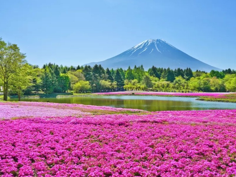 Fuji Shibazakura Festival