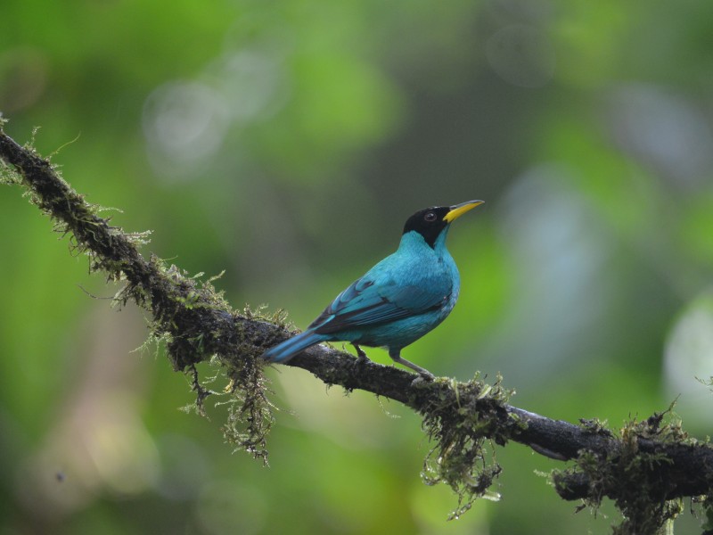 Boca Tapada - Green Honeycreeper