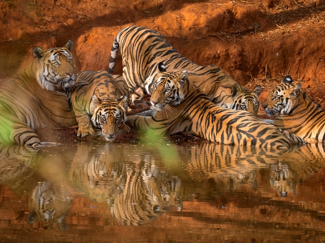Tigerfamilie - Bandhavgarh NP - Indien