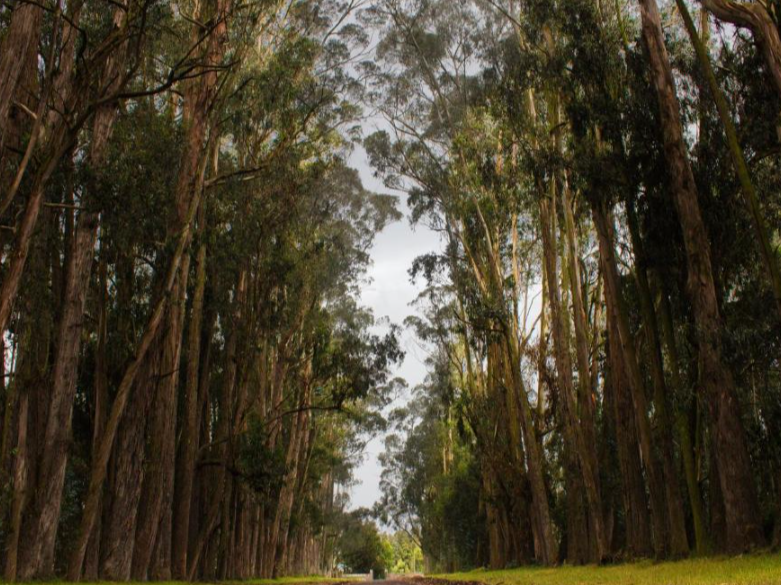 Hacienda La Ciénega