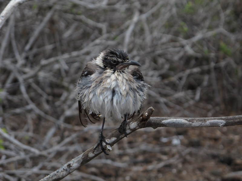 Spottdrossel auf Galapagos 