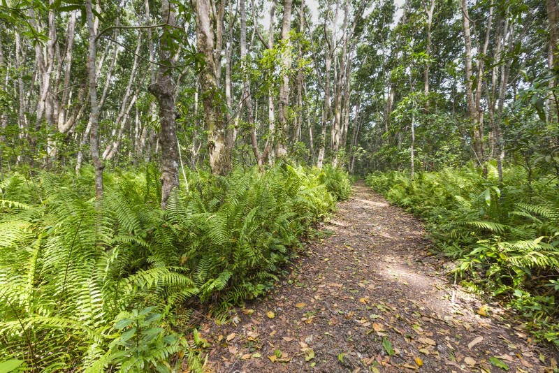 Jozani Forest in Zanzibar