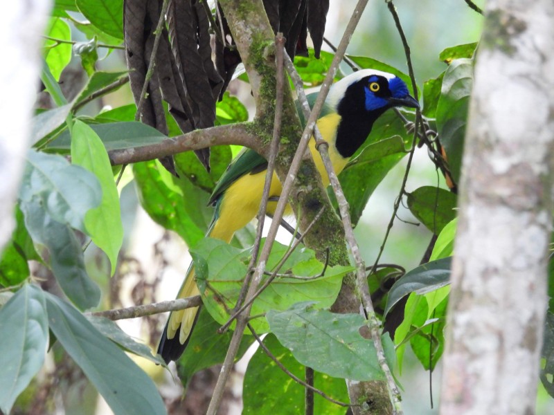 Inca Jay