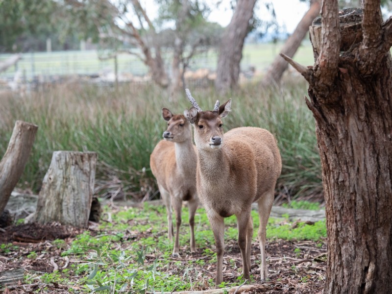 Sambar Deer
