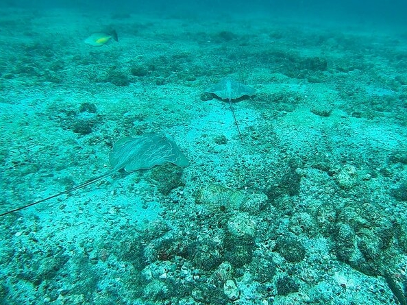 Snorkeling Tour in Caño Island 