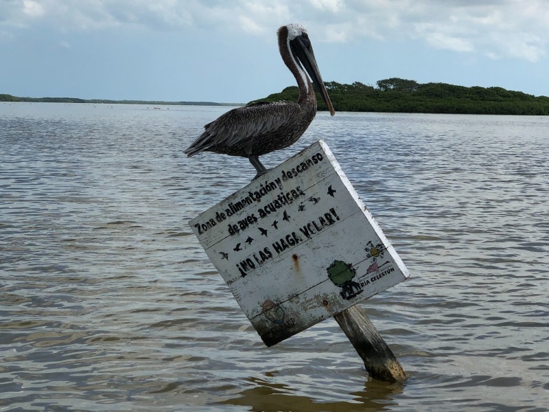 Pelican