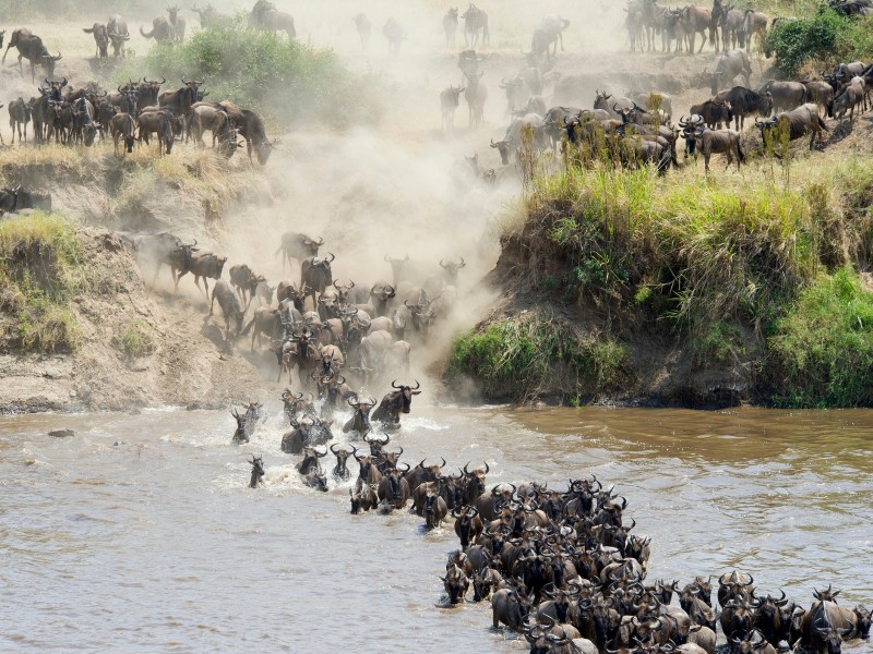 Gnus Wanderung-Mara River-Tansania